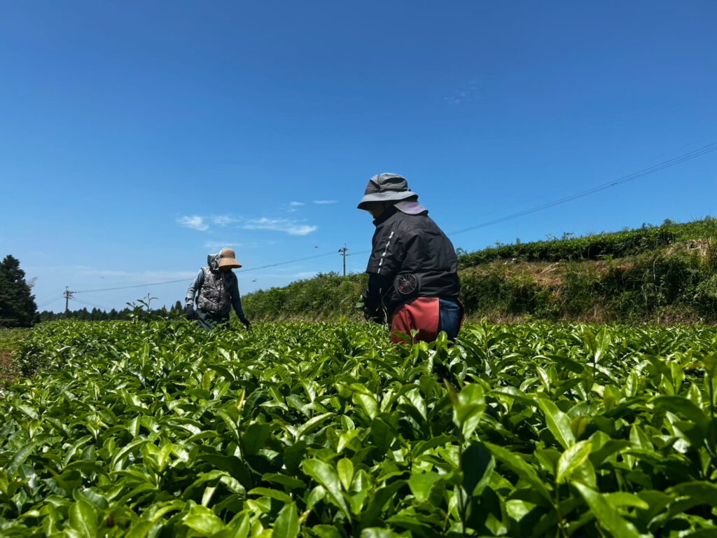 Tea Leaf Field